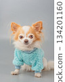 A white Chihuahua dog with red spots in a blue sweater on a gray background. 134201160