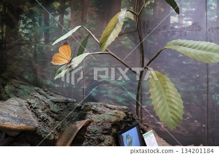 Itami City Insectarium, Hyogo Prefecture 134201184