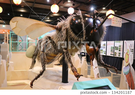 Itami City Insectarium, Hyogo Prefecture 134201187