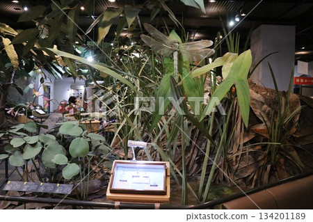 Itami City Insectarium, Hyogo Prefecture 134201189