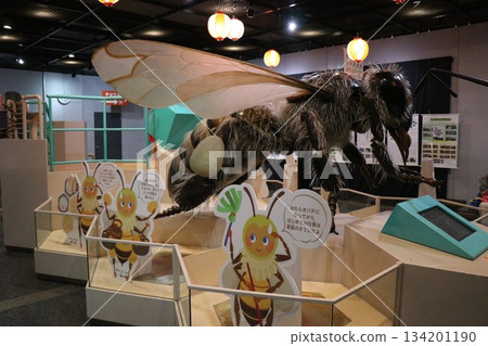Itami City Insectarium, Hyogo Prefecture 134201190