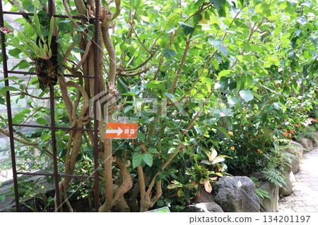 Itami City Insectarium, Hyogo Prefecture 134201197