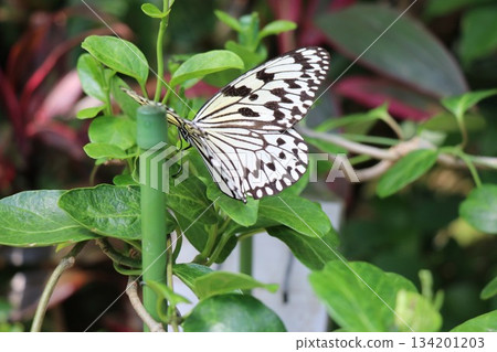 兵庫縣伊丹市昆蟲館 兵庫縣伊丹市昆蟲館 134201203