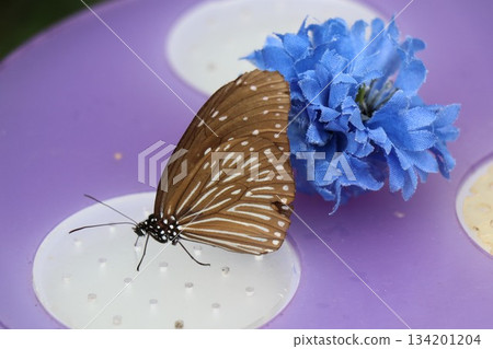 Itami City Insectarium, Hyogo Prefecture 134201204