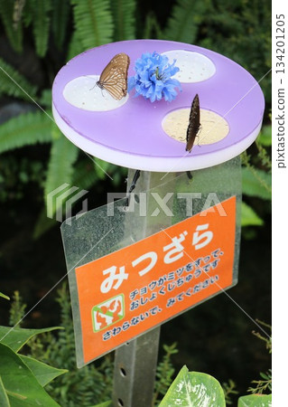 兵庫縣伊丹市昆蟲館 兵庫縣伊丹市昆蟲館 134201205