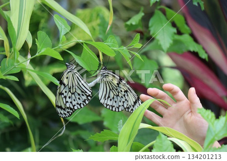 Itami City Insectarium, Hyogo Prefecture 134201213