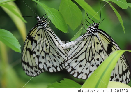 Itami City Insectarium, Hyogo Prefecture 134201250