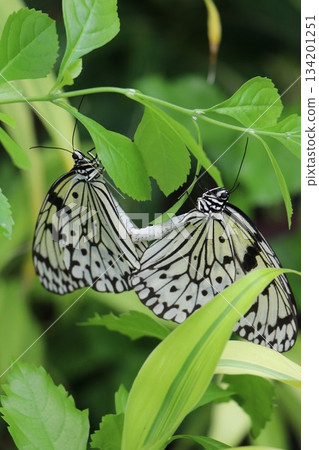 兵庫縣伊丹市昆蟲館 134201251