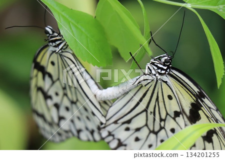 兵庫縣伊丹市昆蟲館 134201255