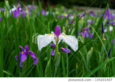 Iris (Someya Iris Garden) Iris (Someya Iris Garden) 134201407