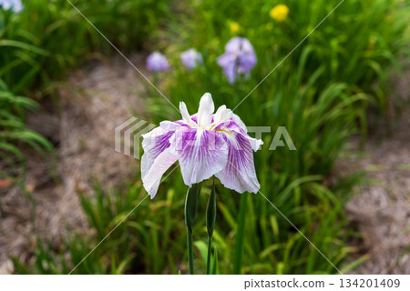 Iris (Someya Iris Garden) Iris (Someya Iris Garden) 134201409