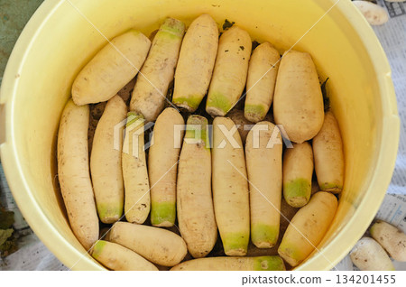 Daikon radishes arranged in a barrel 134201455