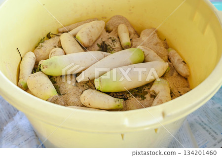 Making homemade pickled radish 134201460