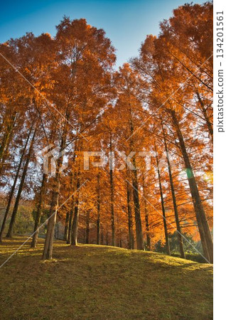 美麗的水杉林 134201561