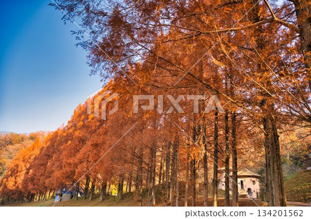 Metasequoia trees in autumn colors 134201562