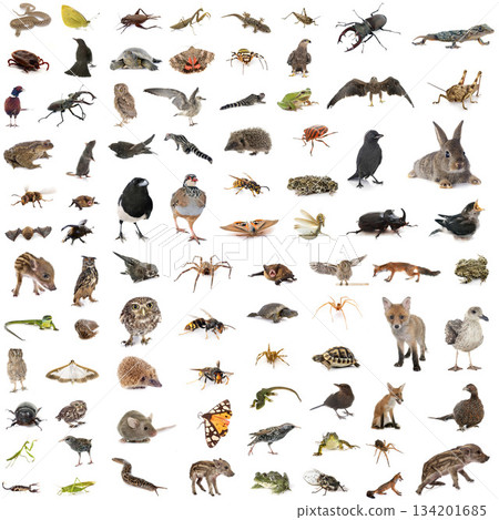 european wildlife in studio european wildlife in studio 134201685