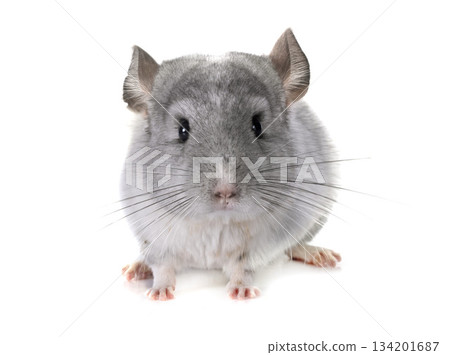Chinchilla in studio Chinchilla in studio 134201687