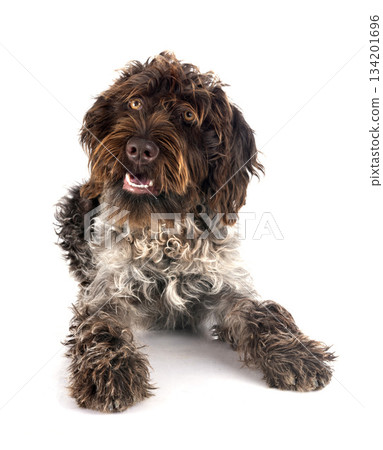 Wirehaired Pointing Griffon 134201696