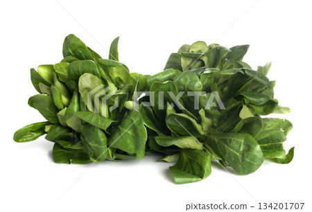 lamb lettuce in studio 134201707