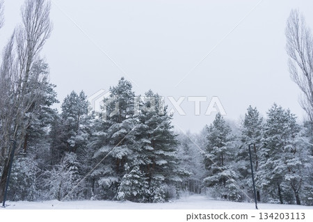 Winter Wonderland Landscape with Frosty Trees and Snowy Ground 134203113