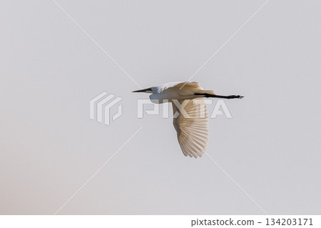 Great white egret Great white egret 134203171