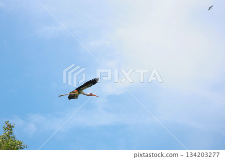 The Painted Stork bird (Mycteria leucocephala) is flying 134203277