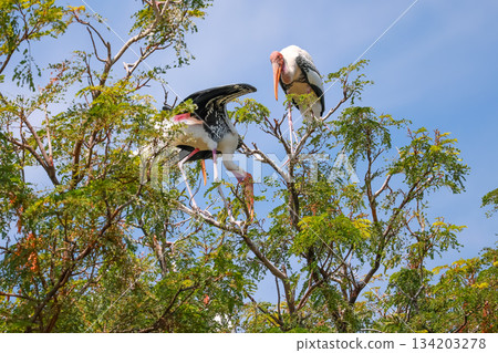 The Painted Stork bird (Mycteria leucocephala) on tree in nature 134203278