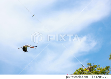 The Painted Stork bird (Mycteria leucocephala) is flying 134203279