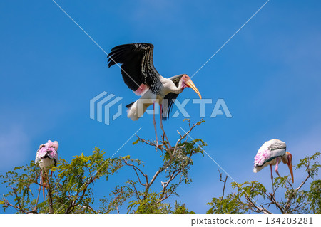 The Painted Stork bird (Mycteria leucocephala) on tree in nature The Painted Stork bird (Mycteria leucocephala) on tree in nature 134203281