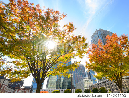 市中心的秋景和銀杏樹 134203300