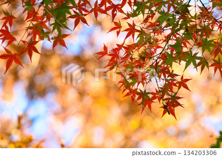 Autumn leaves background 134203306