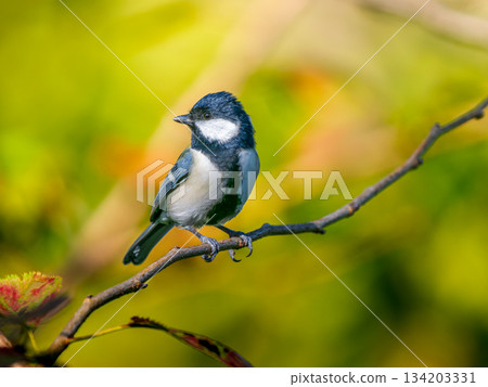 山雀在樹枝上邊緣 134203331