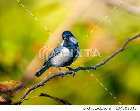 山雀在樹枝上邊緣 山雀在樹枝上邊緣 134203332