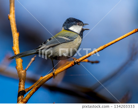 山雀在樹枝上邊緣 134203333