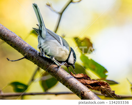 山雀在樹枝上邊緣 134203336