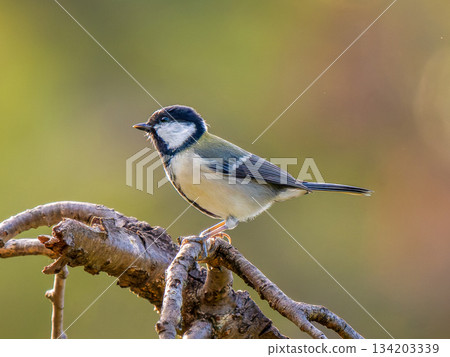 Tits fringing on branches 134203339