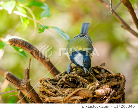 Tits fringing on branches 134203340