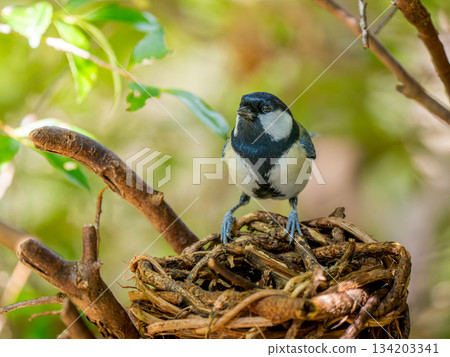 Tits fringing on branches 134203341