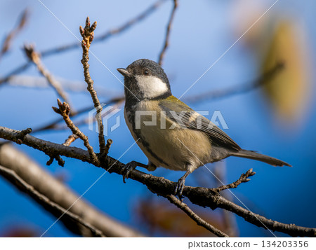 Tits fringing on branches Tits fringing on branches 134203356