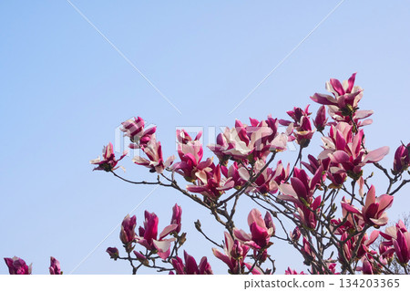 Magnolia flowers blooming in the garden Magnolia flowers blooming in the garden 134203365