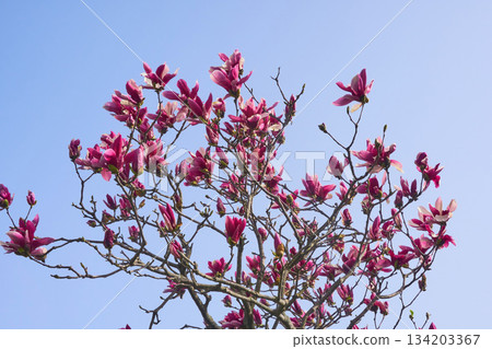 Magnolia flowers blooming in the garden 134203367