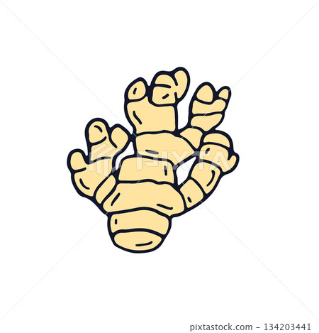 Hand drawn line art ginger root icon vector illustration. Doodle medicinal spice plant clipart 134203441