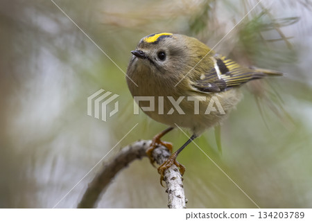 Goldcrest perched on a branch in a natural setting during daylight in a forested area 134203789