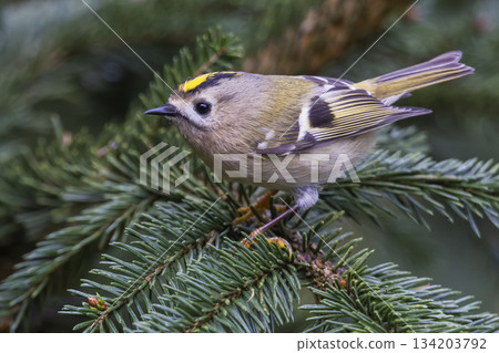 Goldcrest resting on a spruce tree branch in the Netherlands during daylight hours 134203792