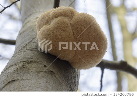 Hericium erinaceus growing on a tree in the Netherlands during daylight hours Hericium erinaceus growing on a tree in the Netherlands during daylight hours 134203796