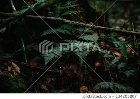 Forest autumn but still green landscape 134203807