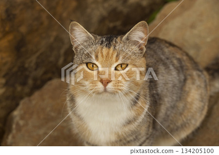 Close-up portrait of a calico cat with bright amber eyes looking directly into the camera. The cat sits against natural stone, creating a warm and soft background. Detailed fur texture Close-up portrait of a calico cat with bright amber eyes looking directly into the camera. The cat sits against natural stone, creating a warm and soft background. Detailed fur texture 134205100
