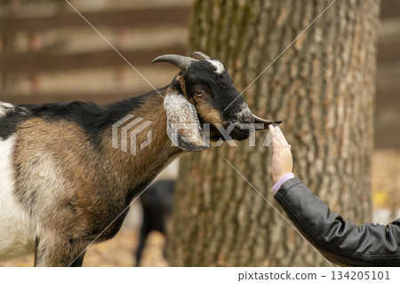 Close-up of a young girl gently interacting with a brown goat in an outdoor setting. The child reaches out with her hands while the goat looks up with curiosity. Warm autumn tones 134205101