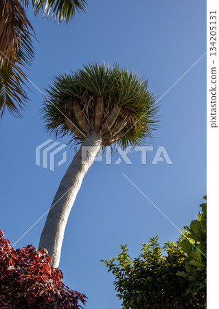 Dracaena tree and a blue sky, Tenerife, Spain Dracaena tree and a blue sky, Tenerife, Spain 134205131