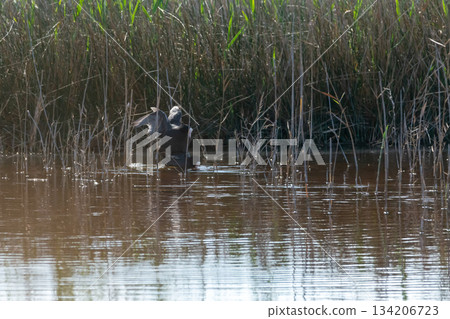 common coot, wild bird in a lake, with reeds and reeds, mating in early spring, natural life, Fulica atra common coot, wild bird in a lake, with reeds and reeds, mating in early spring, natural life, Fulica atra 134206723